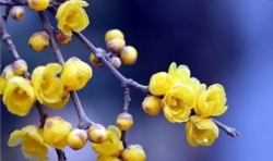 仁愛預(yù)告|來，穿上漢服，與插花藝術(shù)相約