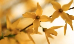 一念蓮花開
