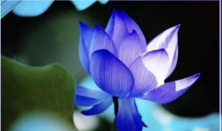 安寧療護(hù) | 讓生命如藍(lán)蓮花般綻放(上）