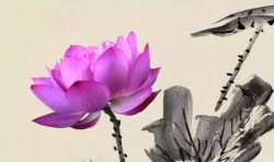 安寧療護(hù) | 讓生命如藍(lán)蓮花般綻放（下）